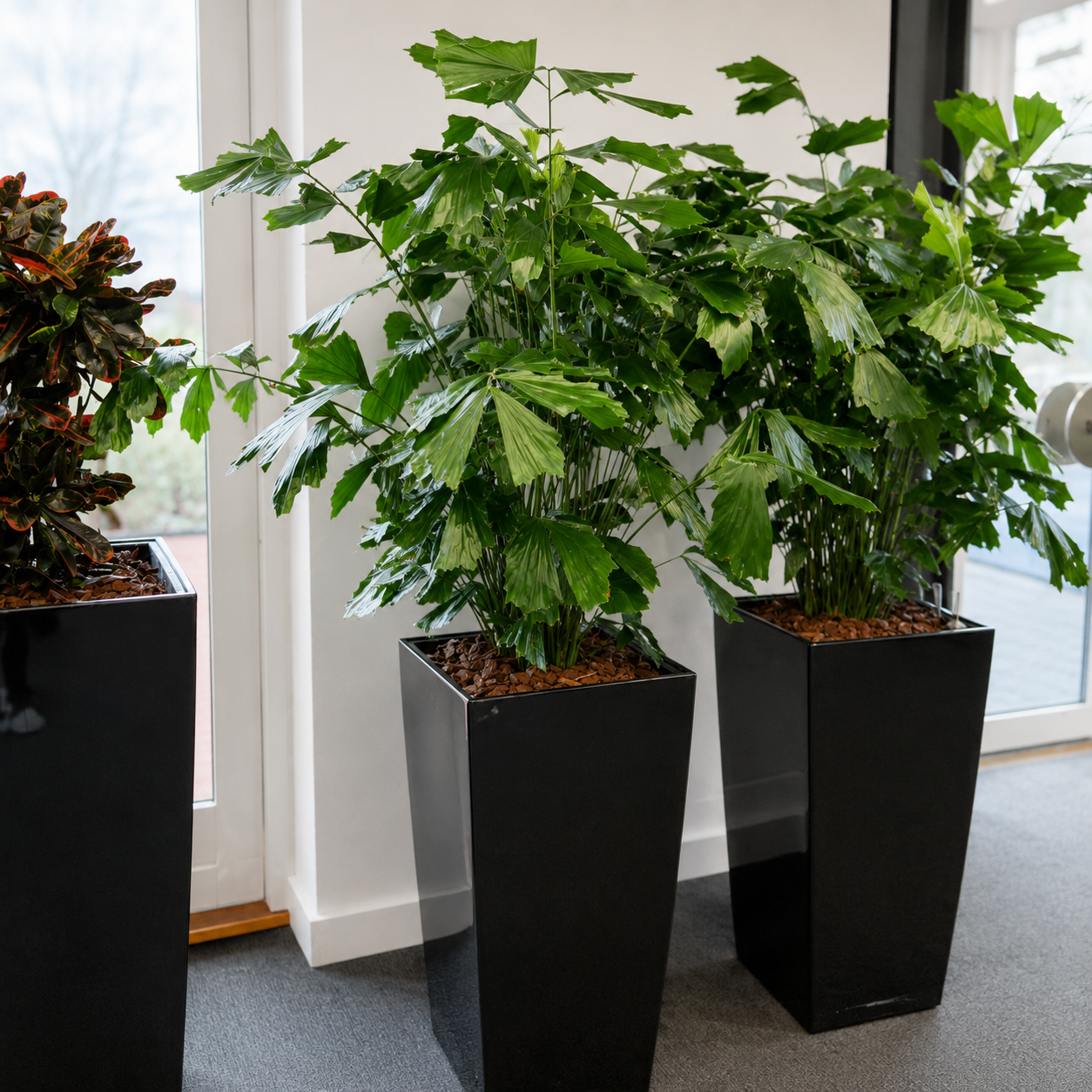 Second Hand Fiskehalepalme – Caryota Mitis med Karakter