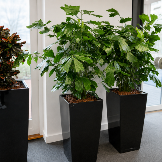 Second Hand Fiskehalepalme – Caryota Mitis med Karakter