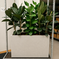 Indlæs billede i gallerivisning, Second Hand Plantekumme – Gummifigen og Ficus Altissima 160-170 cm
