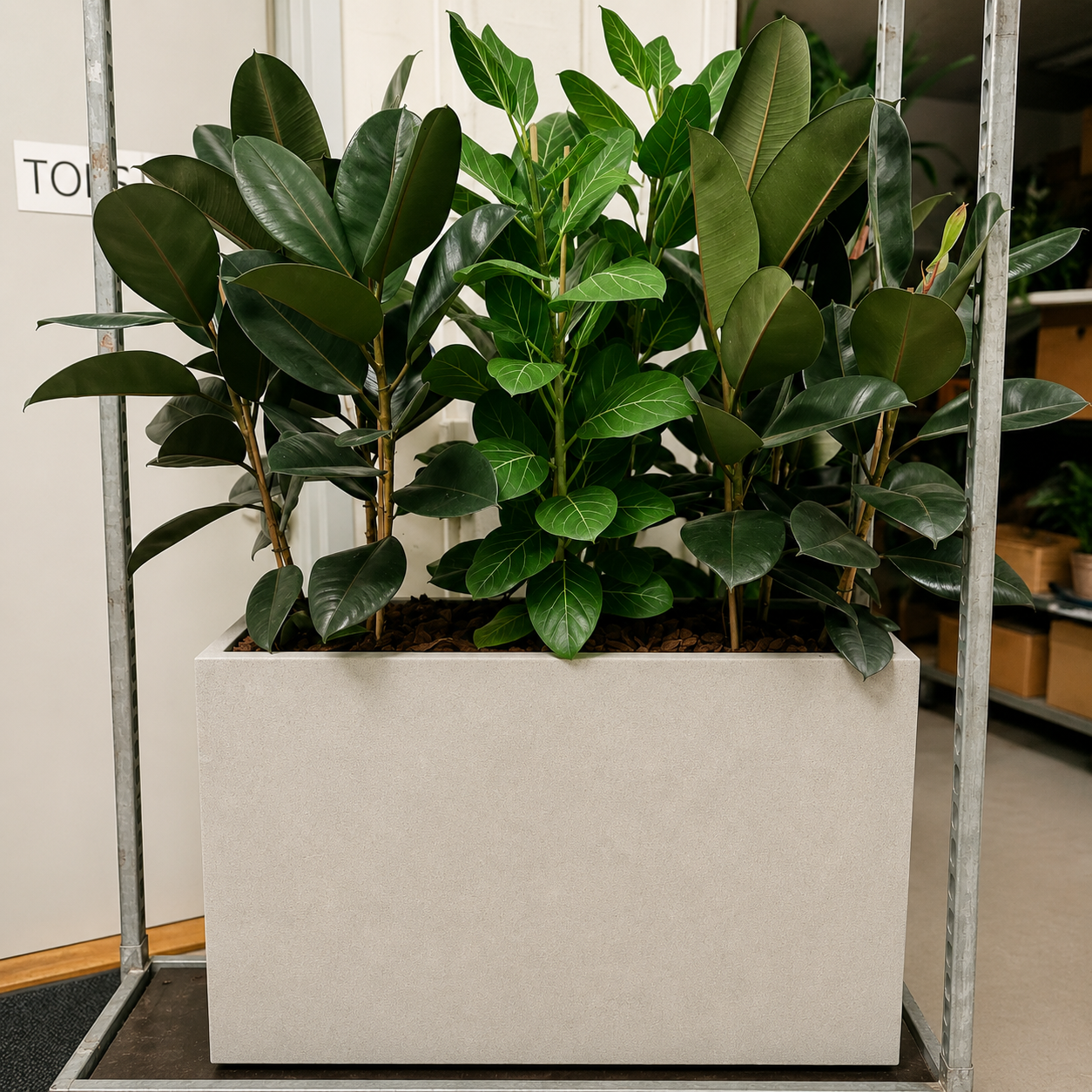 Second Hand Plantekumme – Gummifigen og Ficus Altissima 160-170 cm