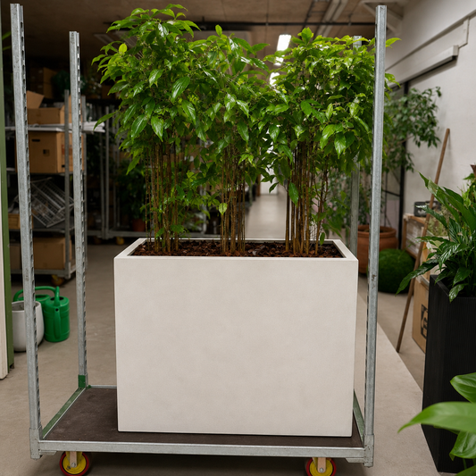 Second Hand Dracaena Surculosa – Plettet Stueplante 180 cm i Cementkumme
