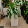 Indlæs billede i gallerivisning, Second Hand Aglaonema – Sølvgrøn Stueplante 100 cm i Cementkrukke
