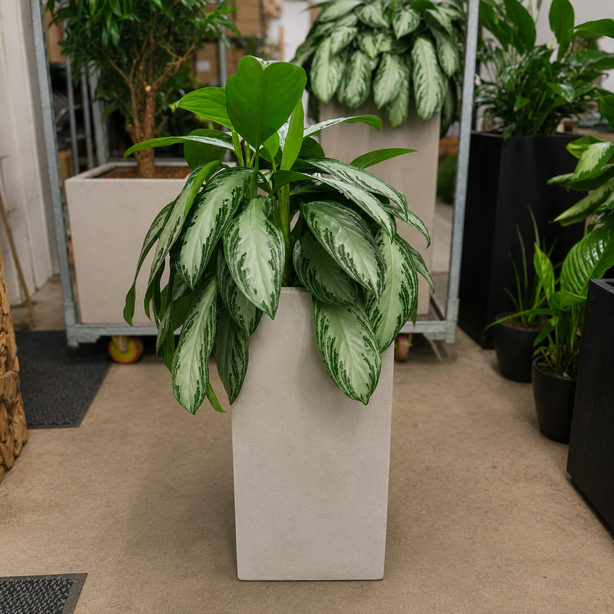 Second Hand Aglaonema – Sølvgrøn Stueplante 100 cm i Cementkrukke