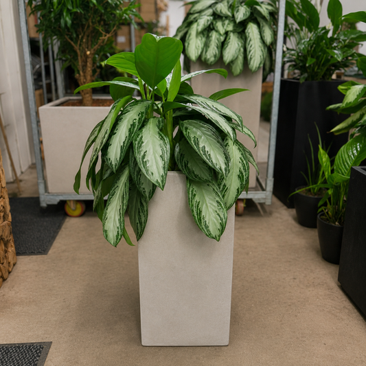 Second Hand Aglaonema – Sølvgrøn Stueplante 100 cm i Cementkrukke