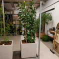 Indlæs billede i gallerivisning, Second Hand Ficus Moclame – Robust Stueplante 190 cm i Cementkrukke
