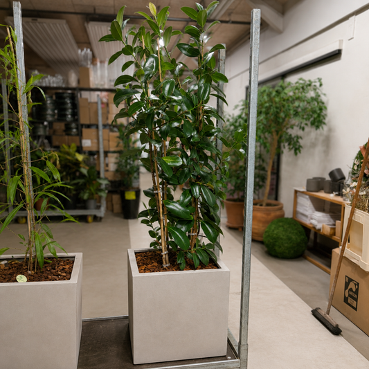 Second Hand Ficus Moclame – Robust Stueplante 190 cm i Cementkrukke