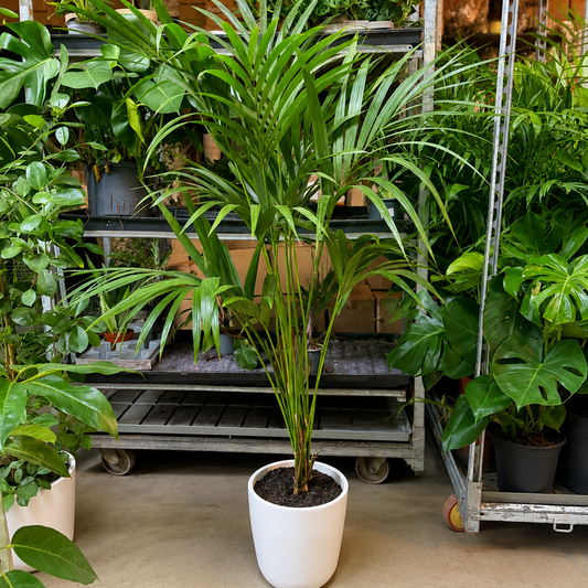 Second Hand Kentia Palme – Howea forsteriana på 160 cm i Hvid Krukke