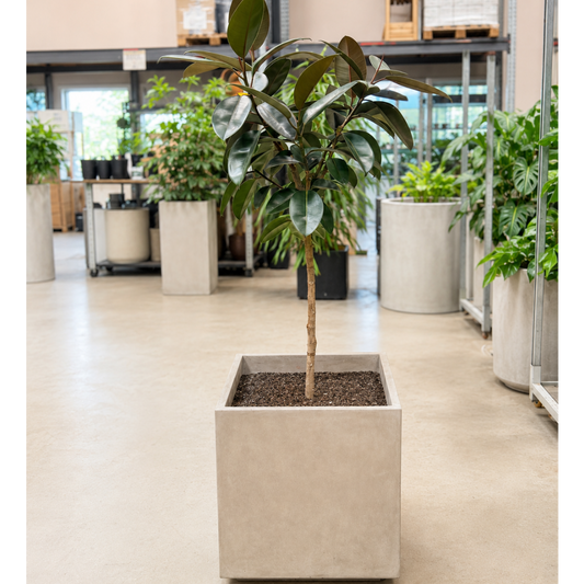 Second Hand Ficus elastica Robusta – Opstammet på 160 cm i Firkantet Cementkrukke