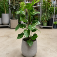 Indlæs billede i gallerivisning, Second Hand Monstera deliciosa Thai Constellation – 130 cm i Grå Cementkrukke
