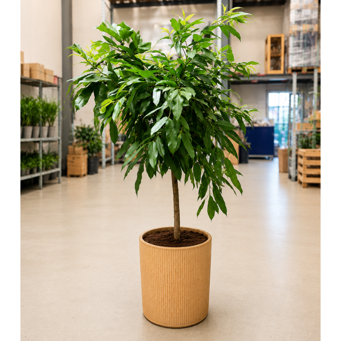 Second Hand Ficus binnendijkii – Elegant Stueplante i Keramikpotte