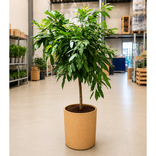Second Hand Ficus binnendijkii – Elegant Stueplante i Keramikpotte