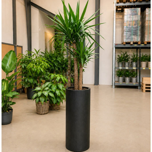 Second Hand Yucca elephantipes – Markant Stueplante på 200 cm
