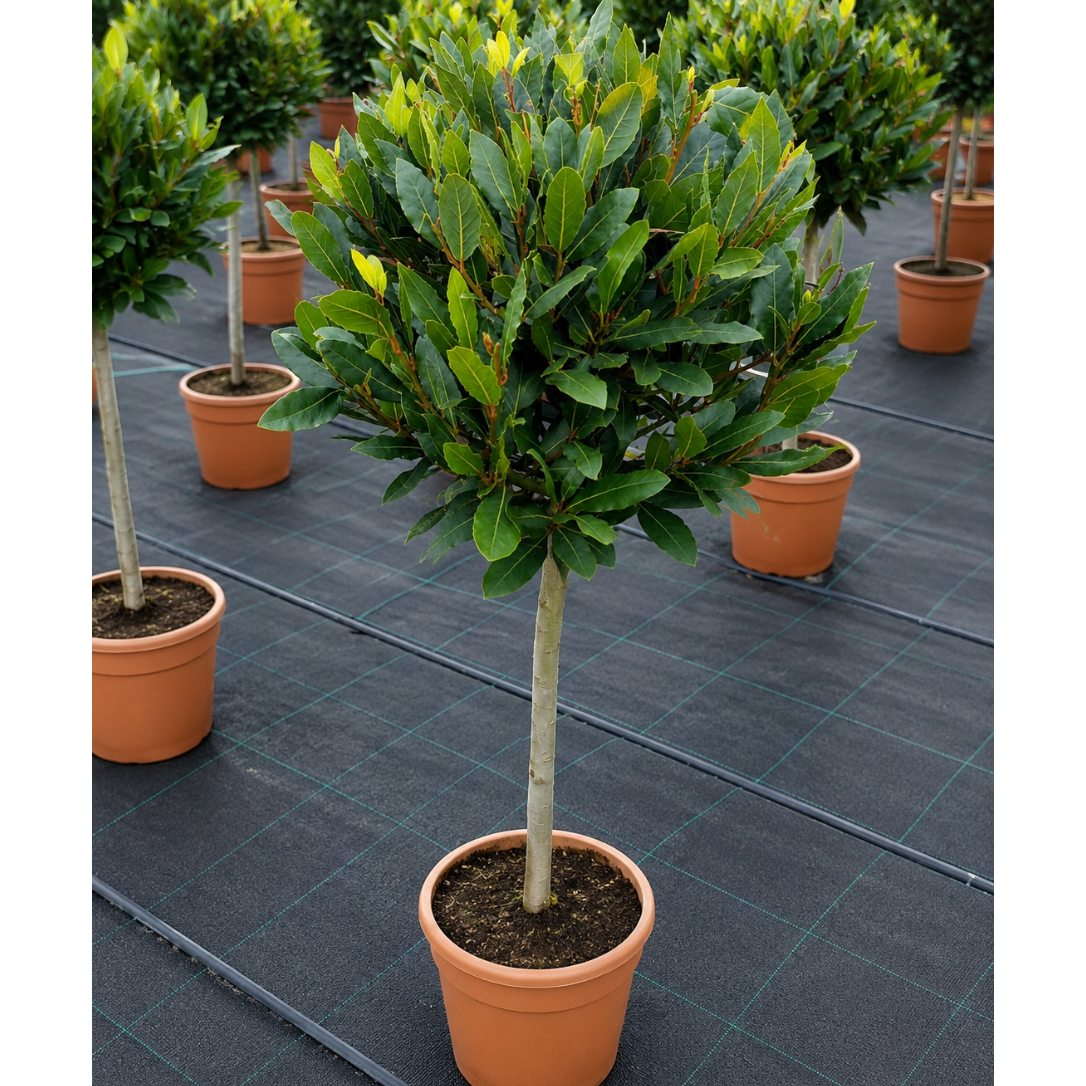 Ægte Laurbær – Laurus nobilis – Aromatisk og Stedsegrøn Udendørsplante