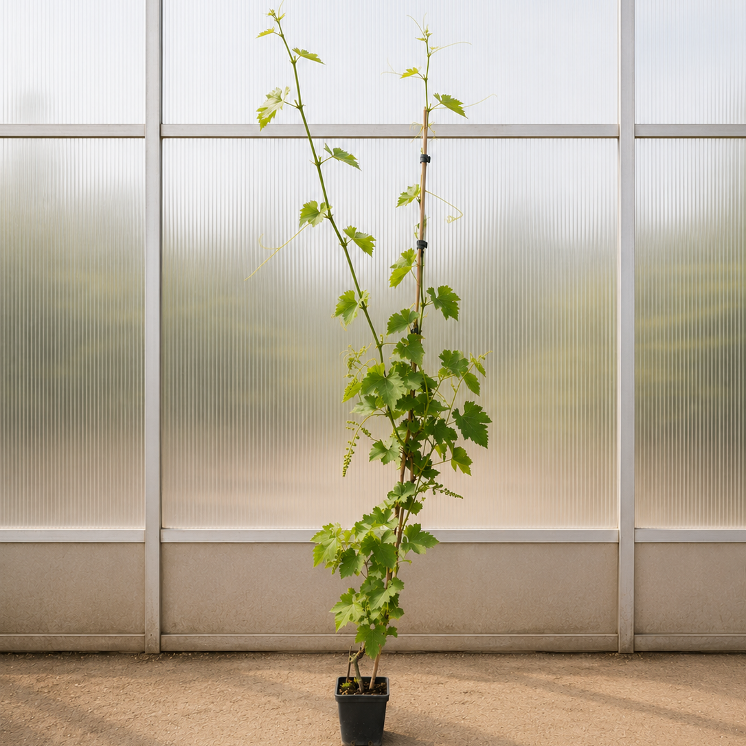 Spisevindrue – 175-200 cm Høj Vindrueplante til Have og Terrasse
