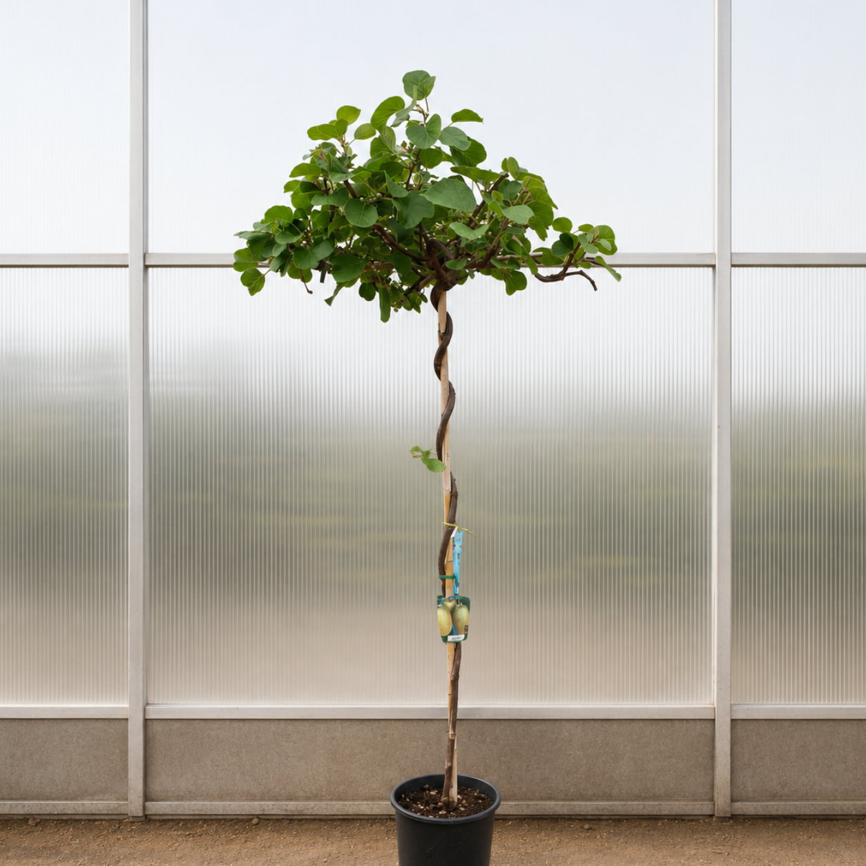 Kiwi ‘Jenny’ – Selvbestøvende Parasol, 220-250 cm