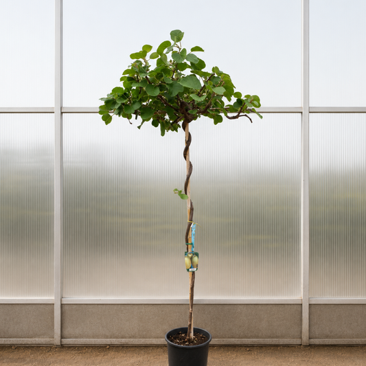 Kiwi ‘Jenny’ – Selvbestøvende Parasol, 220-250 cm