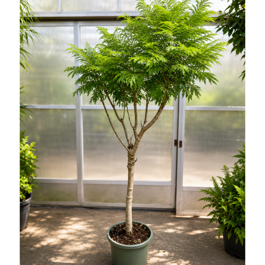 Jacaranda mimosifolia – 220-250 cm Eksotisk Træ til Terrasse og Have