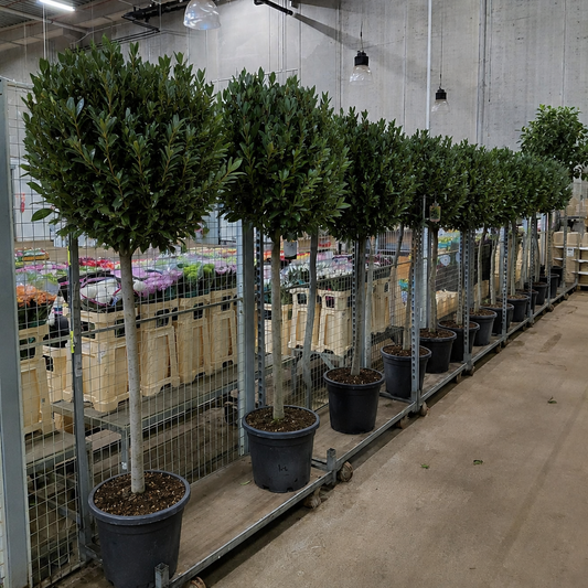 Laurus nobilis – Laurbærtræ med 130 cm Stamme, 225 cm høj, i ø35 Potte