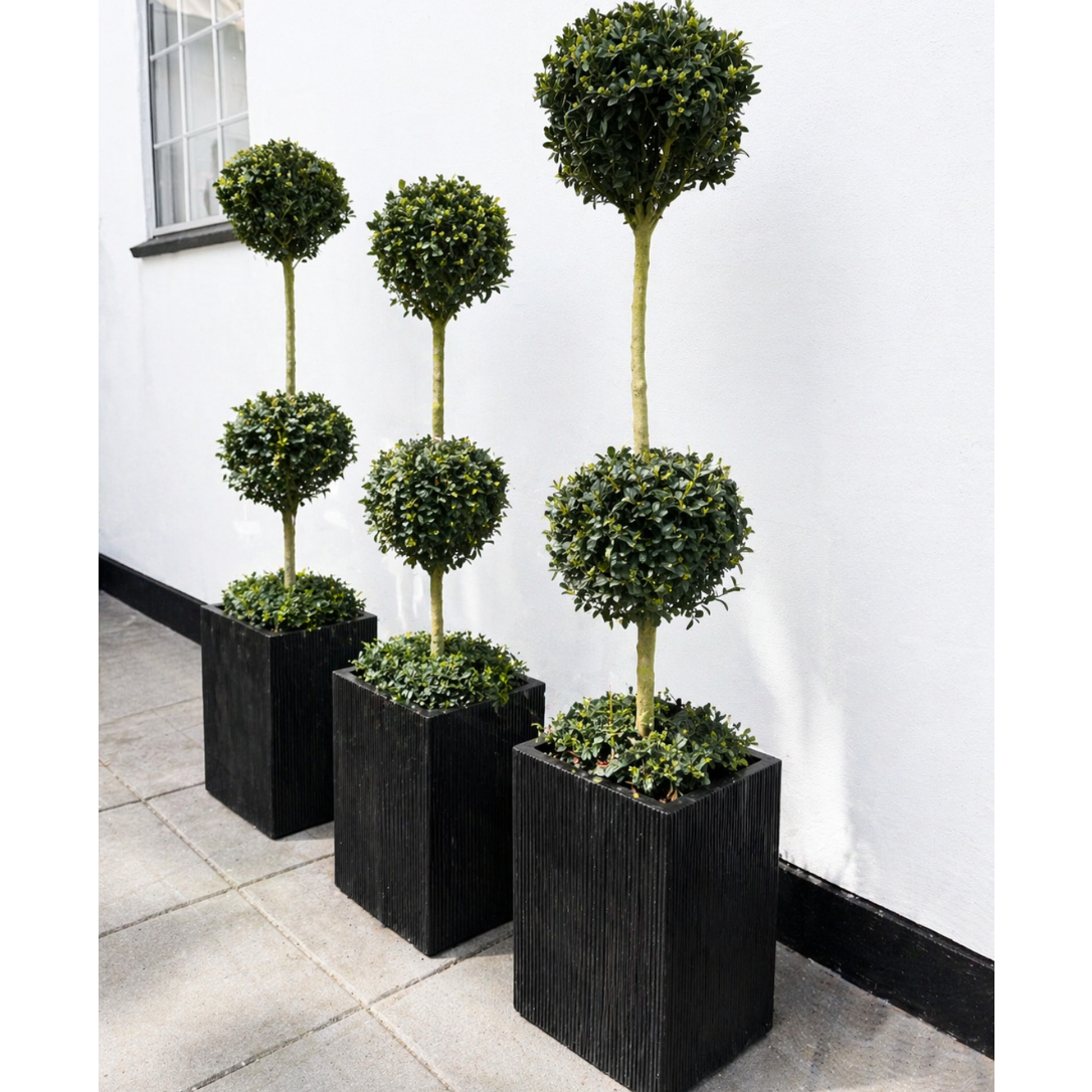 Second Hand Buksbom på Stamme – Buxus sempervirens i Firkantet Krukke fra Århus