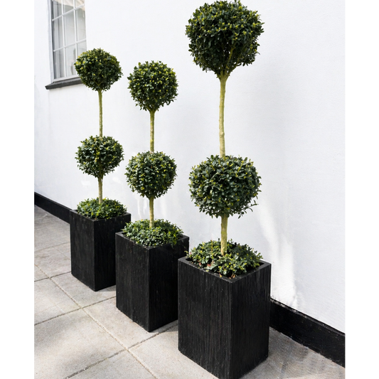Second Hand Buksbom på Stamme – Buxus sempervirens i Firkantet Krukke fra Århus