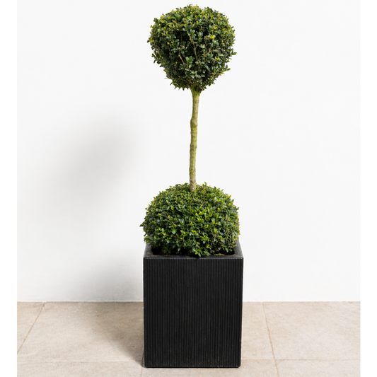 Second Hand Buksbom på Stamme – Buxus sempervirens i Kubisk Krukke (30×30×30 cm) fra Århus