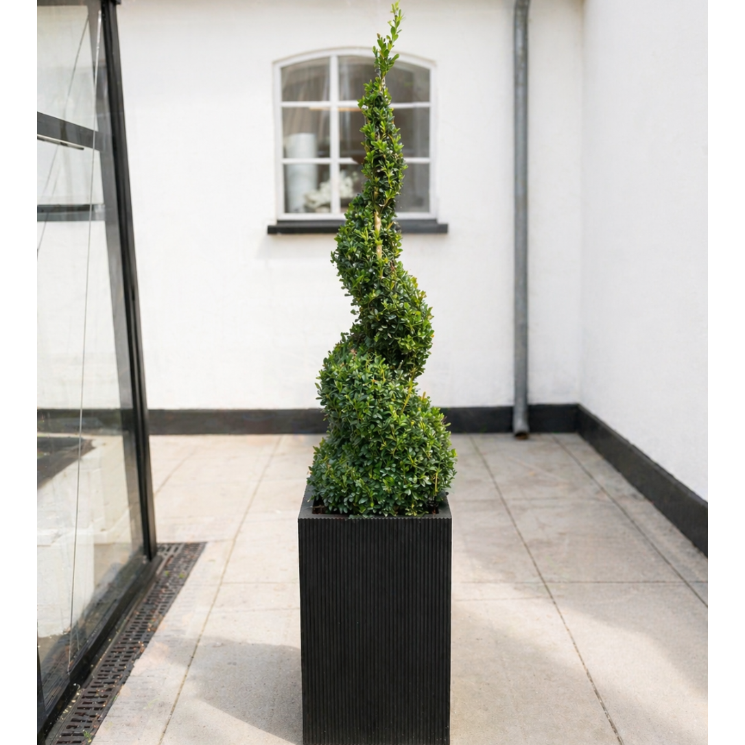 Second Hand Buksbom på Stamme – Buxus sempervirens i Firkantet Krukke (30×30 cm) fra Århus