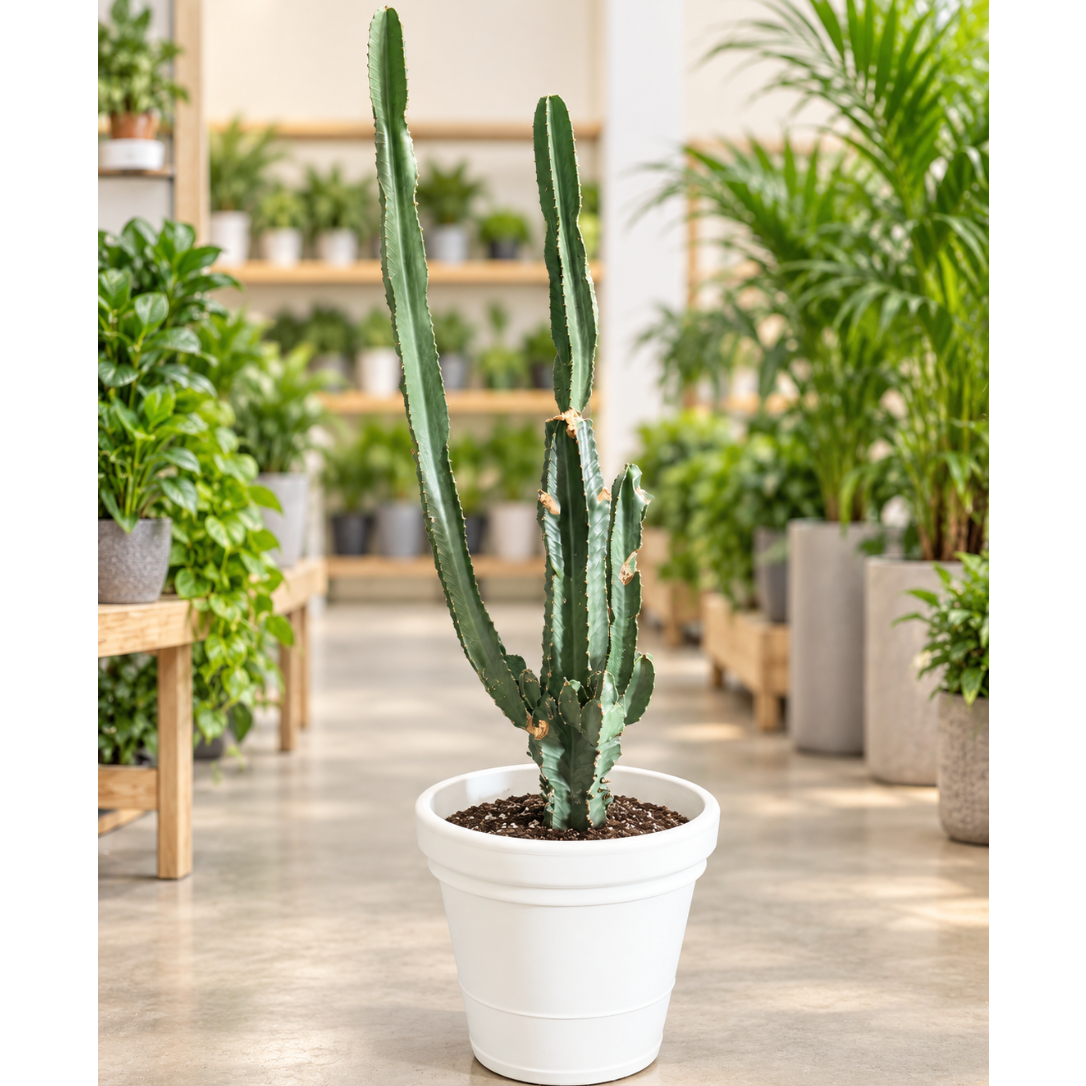 Second Hand Afrikansk Mælketræ – Euphorbia acrurensis ca. 180 cm | Genbrugsplante