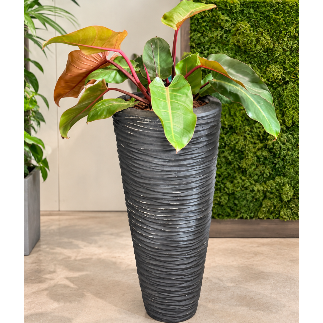 Second Hand Philodendron 'Red Sun' ca. 110 cm | Genbrugsplante