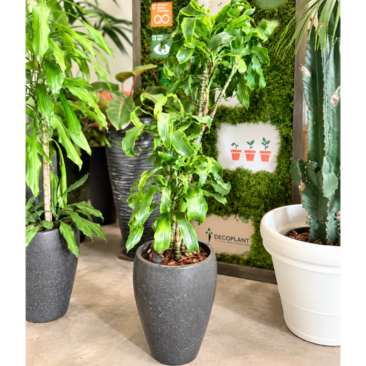 Second Hand Drageplante 'Tornado' – Dracaena fragrans ca. 150 cm | Genbrugsplante