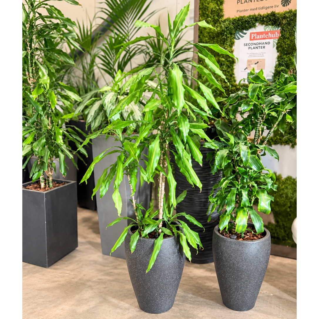 Second Hand Drageplante 'Ulises' – Dracaena fragrans ca. 150 cm | Genbrugsplante