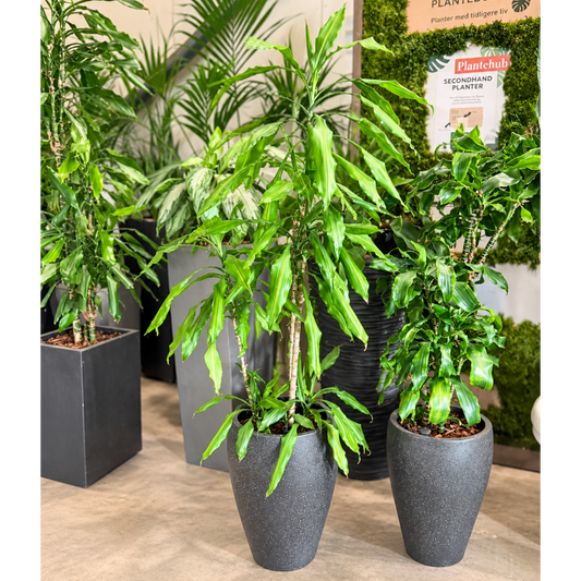 Second Hand Drageplante 'Ulises' – Dracaena fragrans ca. 150 cm | Genbrugsplante