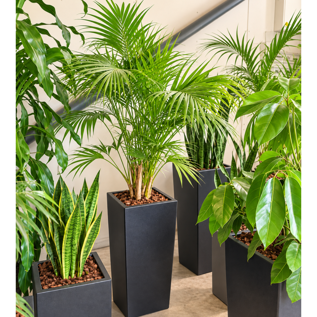 Second Hand Kentiapalme – Howea forsteriana ca. 160 cm | Genbrugsplante