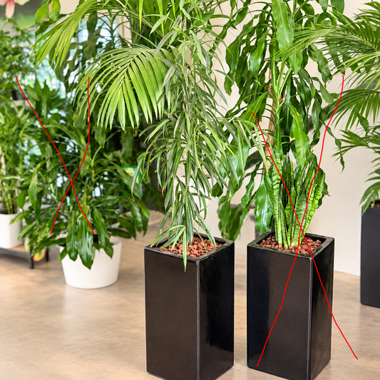Second Hand Ficus Alii – Langbladet Figentræ ca. 150 cm | Genbrugsplante