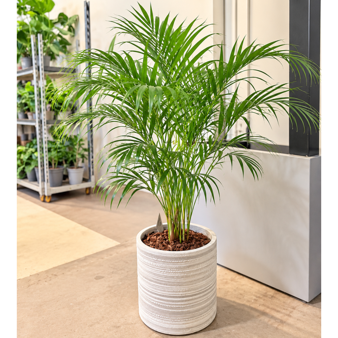 Second Hand Guldpalme – Dypsis lutescens ca. 130 cm | Genbrugsplante