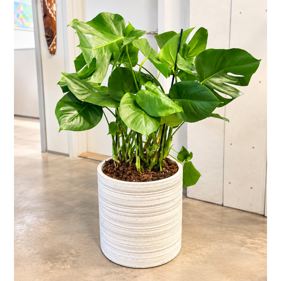 Second Hand Monstera – Monstera deliciosa ca. 100 cm | Genbrugsplante