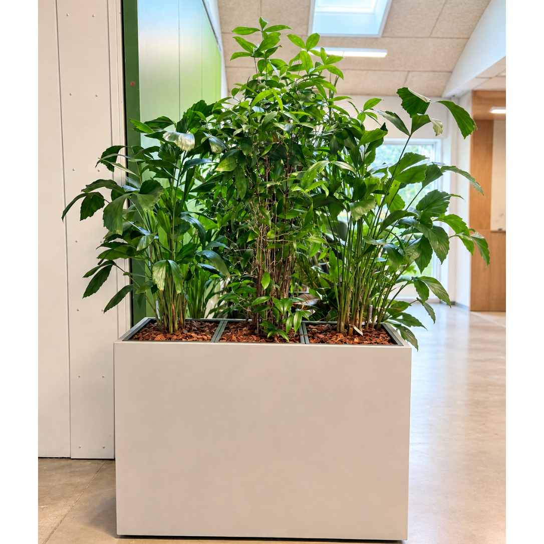 Second Hand Plantegruppe – Bambus med Fiskehalepalmer ca. 180 cm | Genbrugsplanter