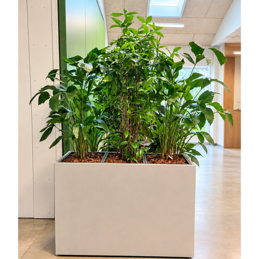 Second Hand Plantegruppe – Bambus med Fiskehalepalmer ca. 180 cm | Genbrugsplanter