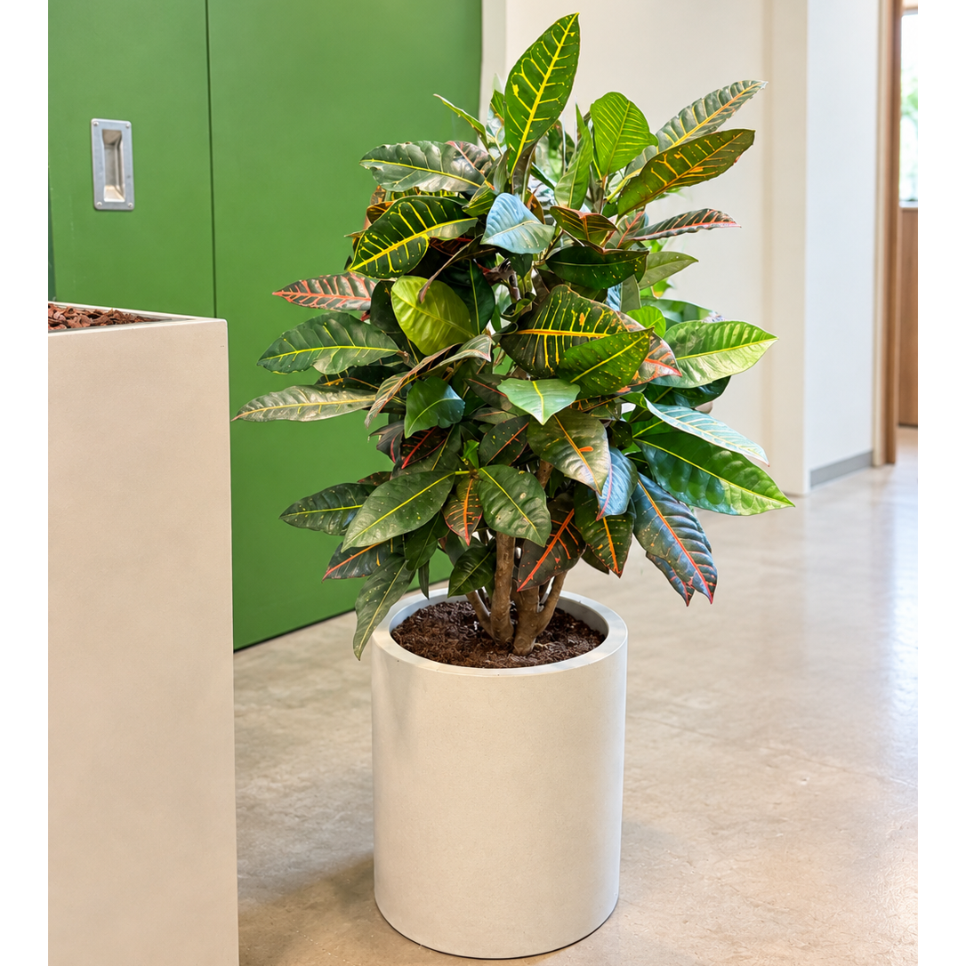 Second Hand Croton 'Petra' – Codiaeum variegatum ca. 110 cm | Genbrugsplante