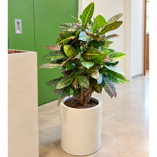 Second Hand Croton 'Petra' – Codiaeum variegatum ca. 110 cm | Genbrugsplante
