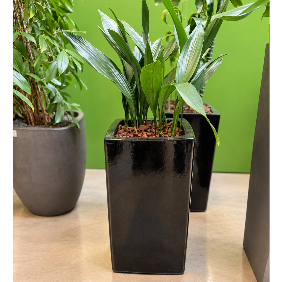 Second Hand Ungkarleblomst – Aspidistra elatior ca. 100 cm | Genbrugsplante