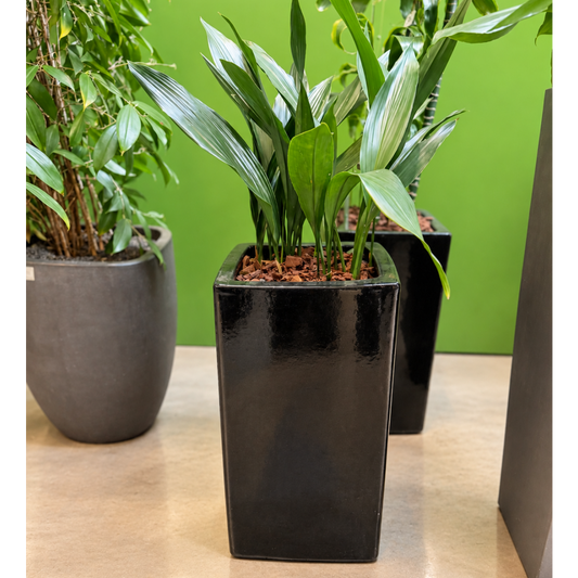 Second Hand Ungkarleblomst – Aspidistra elatior ca. 100 cm | Genbrugsplante