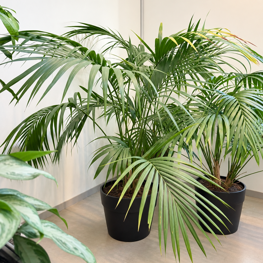 Second Hand Kentiapalme – Howea forsteriana ca. 140 cm | Genbrugsplante