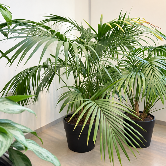 Second Hand Kentiapalme – Howea forsteriana ca. 140 cm | Genbrugsplante