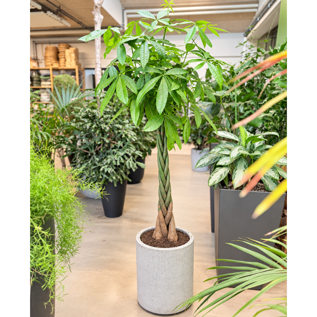 Second Hand Lykkekastanje – Pachira aquatica ca. 170 cm | Genbrugsplante