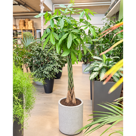 Second Hand Lykkekastanje – Pachira aquatica ca. 170 cm | Genbrugsplante