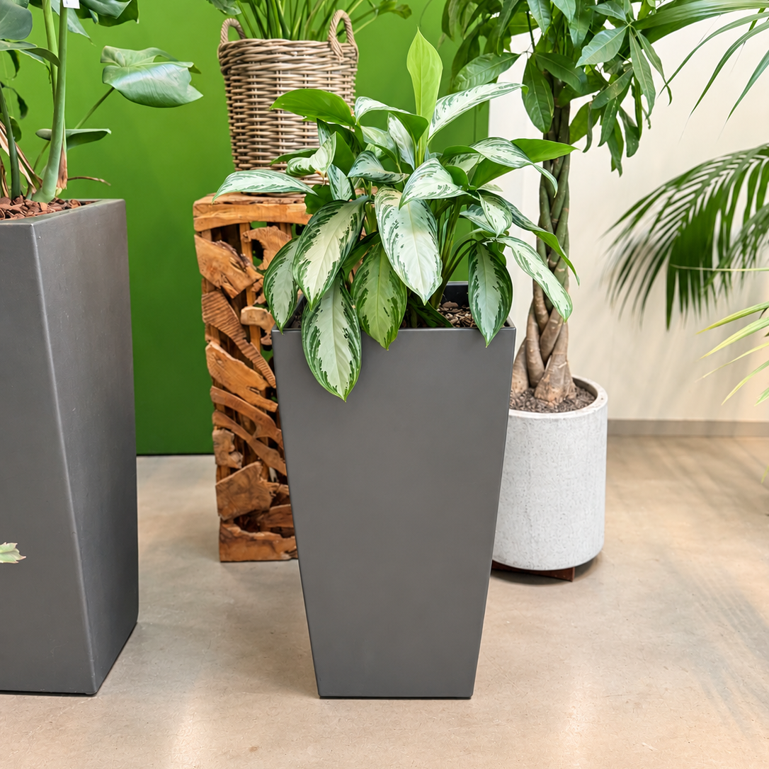 Second Hand Aglaonema 'Silver Bay' – Sølv-aglaonema ca. 100 cm | Genbrugsplante
