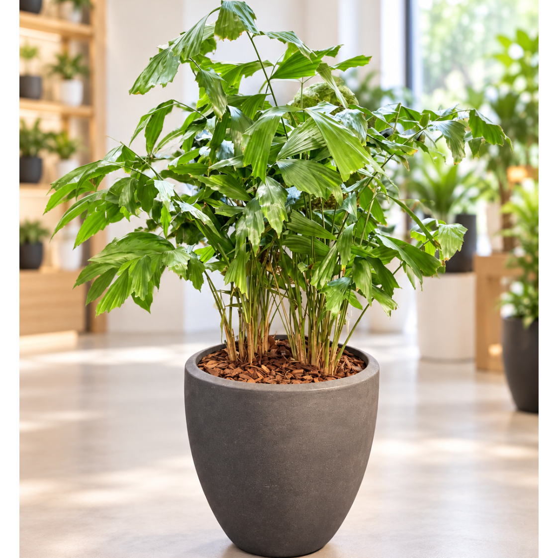 Second Hand Fiskehalepalme – Caryota mitis ca. 120 cm | Genbrugsplante