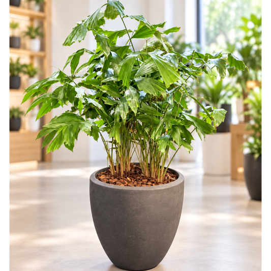 Second Hand Fiskehalepalme – Caryota mitis ca. 120 cm | Genbrugsplante