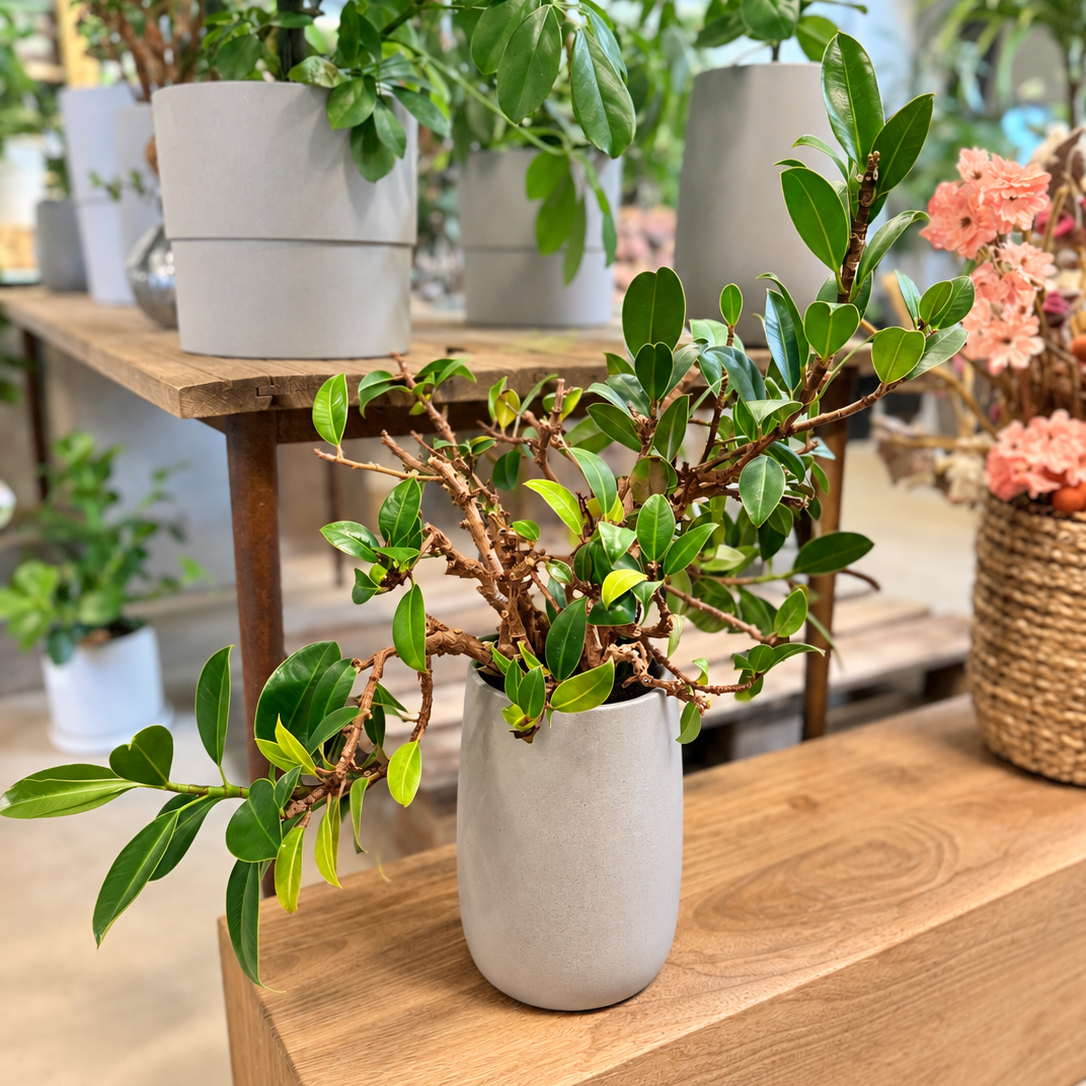 Second Hand Ficus Microcarpa – Stuefigen ca. 55 cm | Genbrugsplante