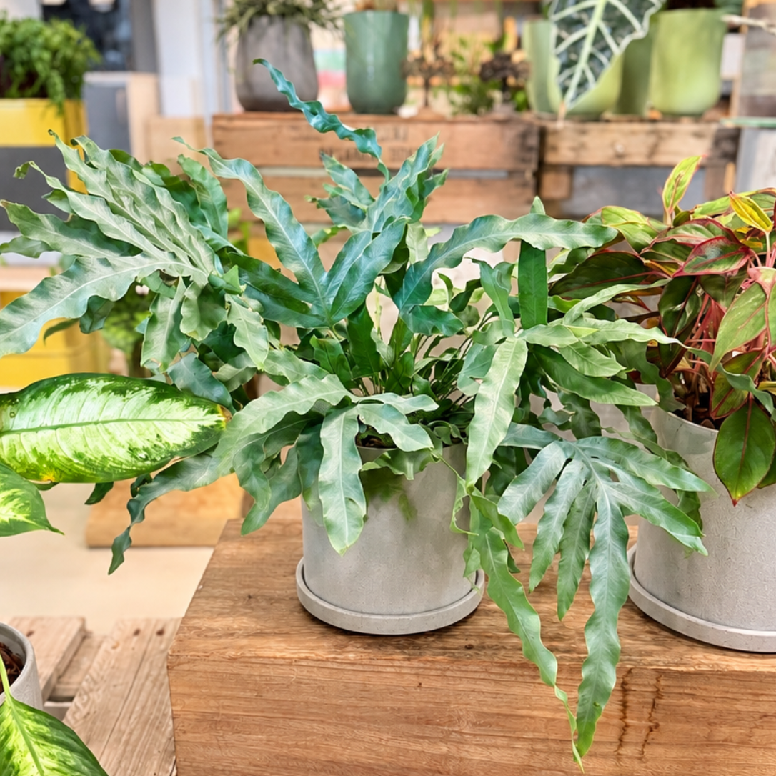 Second Hand Blå Bregne 'Blue Star' – Phlebodium aureum ca. 30 cm | Genbrugsplante